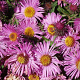 Aster n.-a. 'Barr's Pink' GM P9