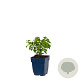 Calamintha nepeta GM  P11