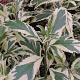 Eupatorium fortunei 'Capri' GM P9