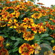 Helenium 'Can Can' GM P9