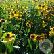 Helenium 'Wesergold' GM P9