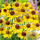 Helenium 'Wesergold' GM P9