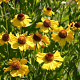 Helenium 'Wesergold' GM P9