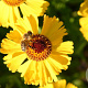 Helenium 'Wesergold' GM P9