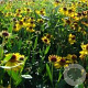 Helenium 'Wesergold' GM P9