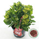 Hydrangea m. Music Coll. Red Reggae 30-40 cm 5,0L rood