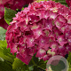Hydrangea m. Music Coll. Red Reggae 30-40 cm 5,0L rood