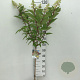 Hydrangea pan. Candlelight 70 cm stam 5,0L