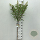 Hydrangea pan. Candlelight 70 cm stam 5,0L