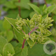 Hydrangea pan. 'Grandiflora' 30-40 cm 3,0L
