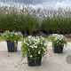 Isotoma fluviatilis 'Alba' GM P9