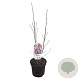 Magnolia 'Betty' 40-50 cm 3,0L