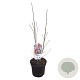 Magnolia 'Betty' 40-50 cm 3,0L