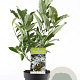 Magnolia stellata 40-50 cm 3,0L