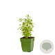 Ocimum basilicum GM  P11