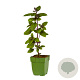 Ocimum basilicum 'Magic Mountain' GM  P11