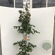 Parrotia persica 'Vanessa' 175-200 cm 10L