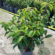 Prunus l. 'Angustifolia' 30-40 cm 3,0L