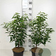 Prunus l. 'Angustifolia' 30-40 cm 3,0L