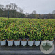 Prunus l. 'Angustifolia' 30-40 cm 3,0L