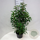Prunus l. 'Angustifolia' 30-40 cm 3,0L
