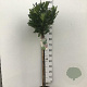 Prunus l. 'Mano' 90 cm stam 10L