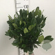 Prunus l. 'Mano' 90 cm stam 10L