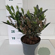 Prunus l. 'Otto Luyken' 35-40 cm 5,0L