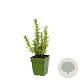 Rosmarinus officinalis GM  P11