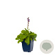 Salvia nem. 'Mainacht' GM  P11