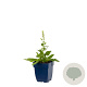 Salvia nem. 'Schneehügel' GM  P11