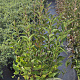 Syringa patula 'Miss Kim' 60-80 cm 10L