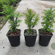 Taxus baccata 20-25 cm P11
