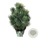 Pinus mugo 'Green Column' 50-60 cm 15L