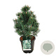Pinus mugo 'Green Column' 50-60 cm 15L