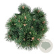 Pinus mugo 'Green Column' 50-60 cm 15L