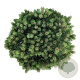 Pinus mugo 'Heideperle' 30-40 cm 15L