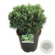 Pinus mugo 'Heideperle' 30-40 cm 15L