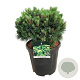 Pinus mugo 'Heideperle' 30-40 cm 15L