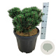 Pinus mugo 'Limerick' 30-40 cm 15L
