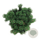 Pinus mugo 'Limerick' 30-40 cm 15L