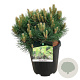 Pinus nigra 'Nana' 40-50 cm 15L