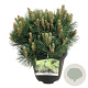 Pinus nigra 'Nana' 40-50 cm 15L