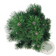 Pinus nigra 'Richard' 40-50 cm 15L
