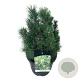 Pinus nigra 'Richard' 40-50 cm 15L