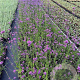 Verbena bonariensis GM P9
