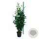 Prunus l. Genolia 125-150 cm 15L