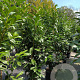 Prunus l. Genolia 125-150 cm 15L