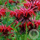 Monarda 'Squaw' GM P9