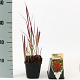 Imperata "Red Baron" GM P9